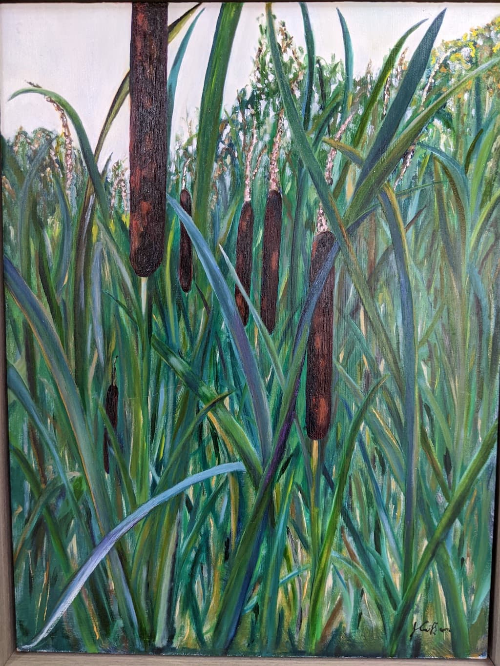 Bulrushes, University Parks